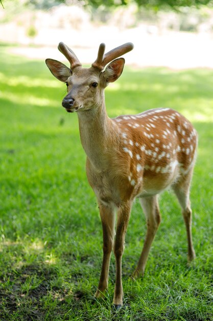 Jonge mooie herten in de zomer op het gras in de dierentuin