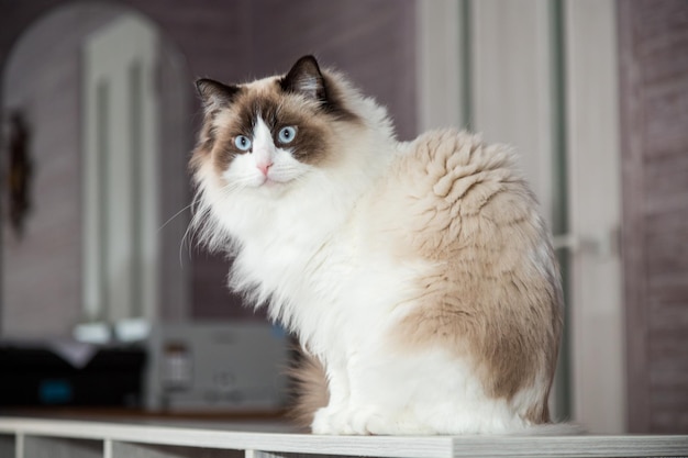 Foto jonge mooie rasechte ragdoll-kat thuis