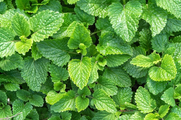 Jonge munt greens achtergrond in een tuin in het vroege voorjaar.