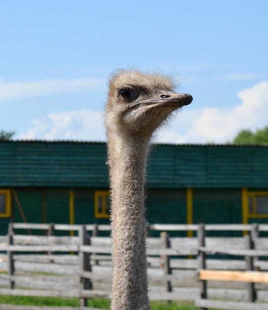 Jonge nieuwsgierige struisvogel