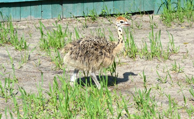 Jonge nieuwsgierige struisvogel