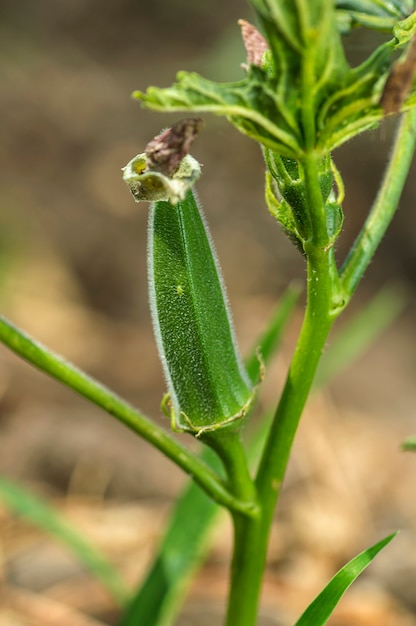 Jonge Okra Plant (Lady Finger) op boerderij veld