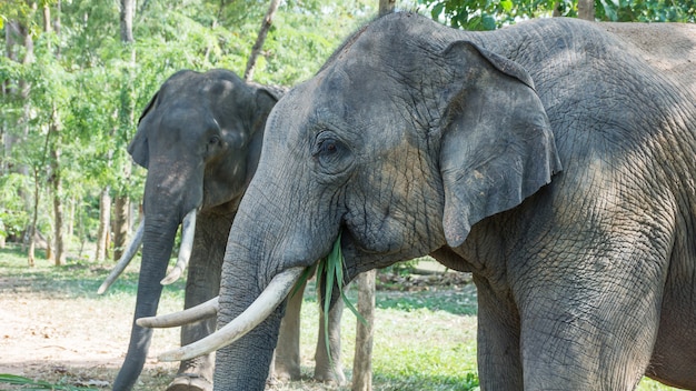 Jonge olifant twee die hun voedsel eet