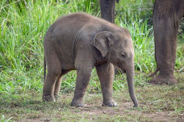 jonge olifant