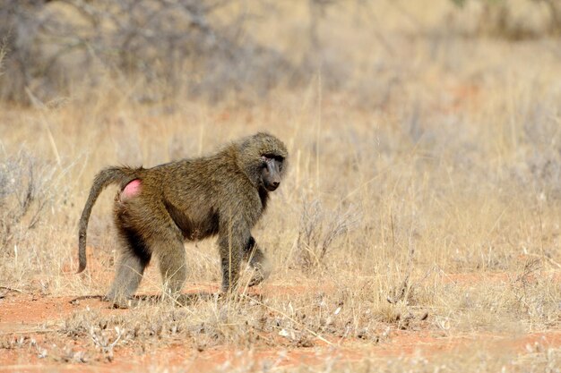 Foto jonge olijfbavian in het masai mara national park in kenia