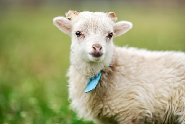 Jonge ouessant schapen of lammeren met blauw label om de nek, grazend op groene lenteweide, close-up detail