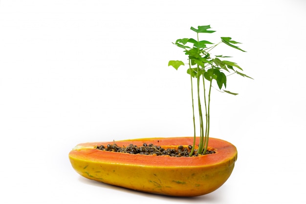 Jonge papajabomen die in rijpe rijp groeien