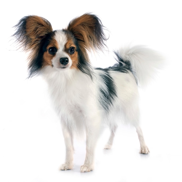 jonge papillon