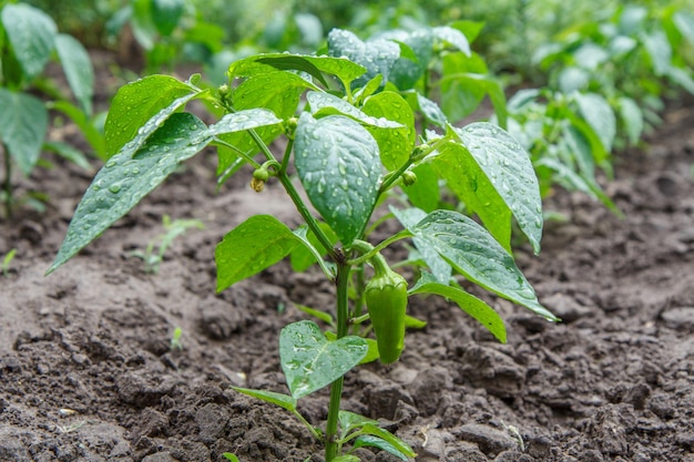 Jonge paprika groeit op struik in de tuin Bulgaarse of paprikaplanten