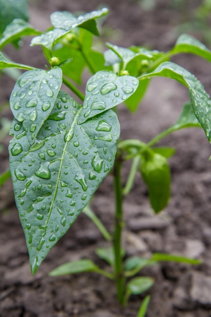 Jonge paprika groeit op struik in de tuin Bulgaarse of paprikaplanten