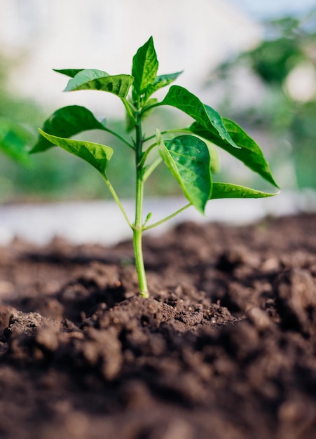 Jonge peper in de tuin Bulgaarse peperstruiken Groenten telen op het platteland Verzorging en behandeling van planten Toekomstige oogst