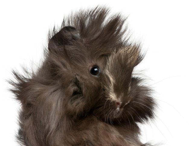 Jonge Peruaanse cavia