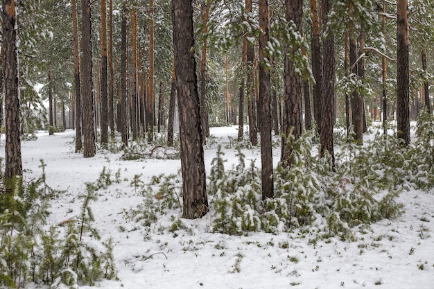 Jonge pijnbomen in het bos, bedekt met witte sneeuw in de winter