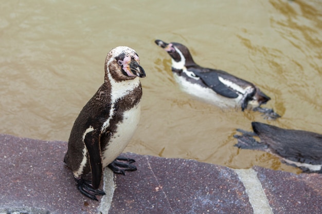 Jonge pinguïn in de dierentuin. Penguin staat op een steen.