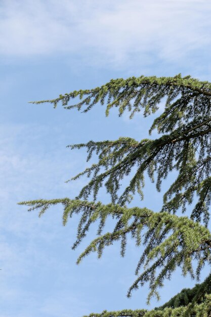 Jonge plant gevonden op de achtergrond van de natuur