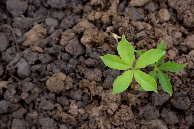 jonge plant groeit in de natuur