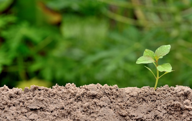 jonge plant groeit in de natuur