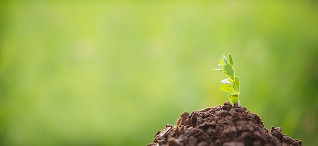 Jonge plant groeit in de tuin met groene onscherpe achtergrond