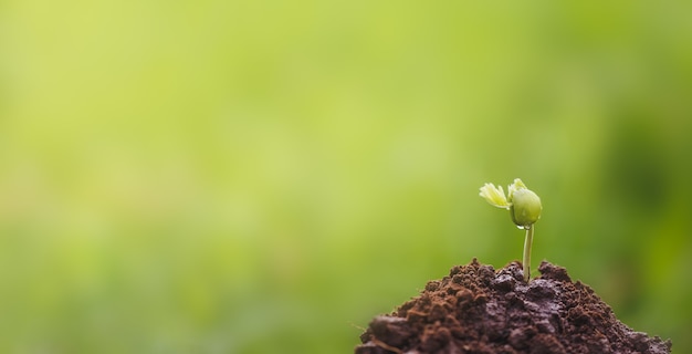 Jonge plant groeit in de tuin met groene onscherpe achtergrond