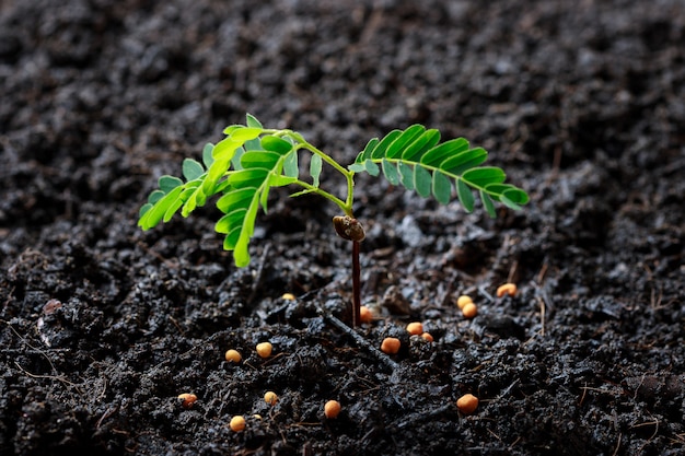 Jonge plant groeit in vruchtbare grond.