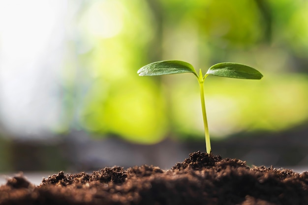 Jonge plant groeit met zonneschijn in de natuur