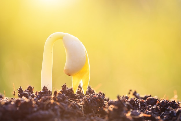 Jonge plant groeit op de bodem