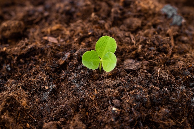 jonge plant groeit op vuil met zonneschijn in de natuur eco earthday concept