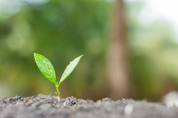 Jonge plant het groeien in het ochtendlicht met groene aard bokeh achtergrond