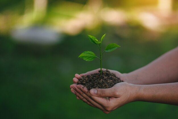 Jonge plant in de hand