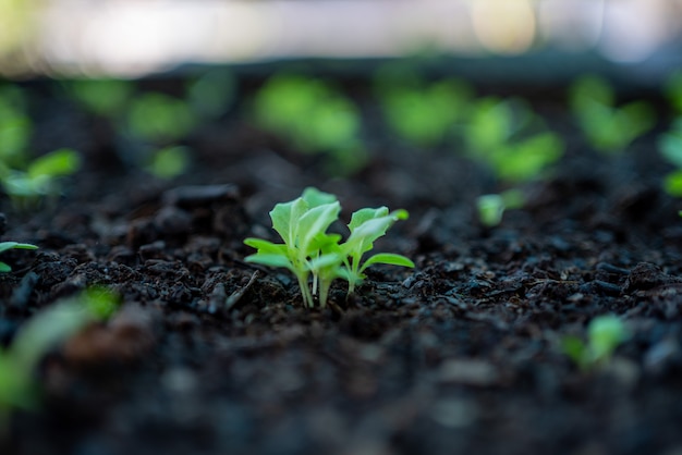 Jonge plant in het ochtendlicht