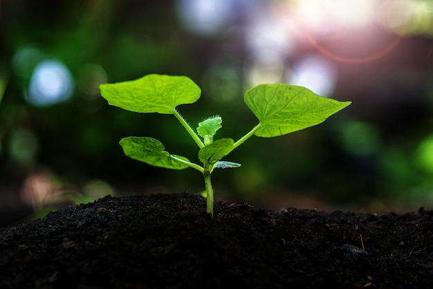 Foto jonge plant in het ochtendlicht