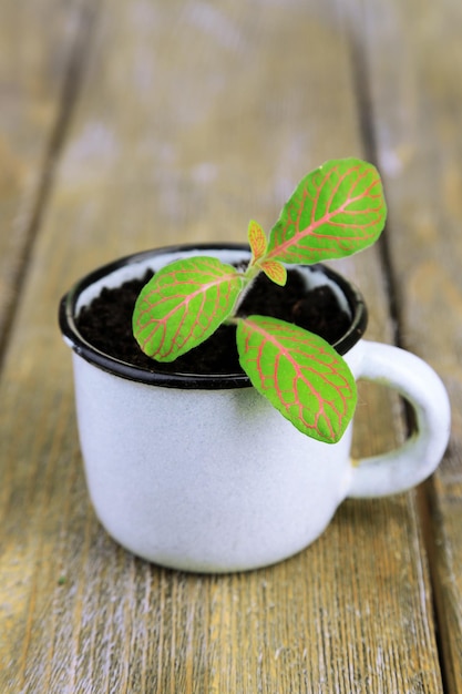 Jonge plant in mok op een houten achtergrond kleur