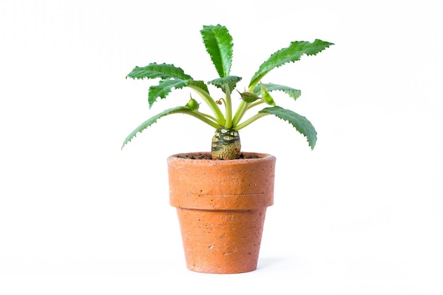 Jonge plant in pot geïsoleerd op een witte achtergrond