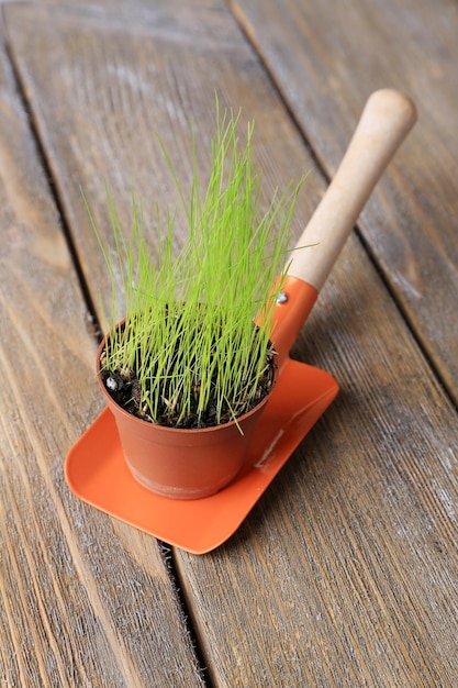 Foto jonge plant in pot op tuinschop op houten ondergrond