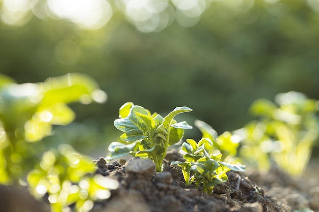 Jonge plant in zonlicht