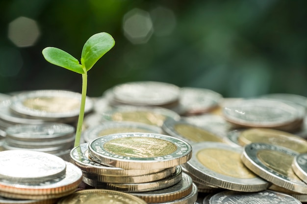 jonge plant op de stapel munten