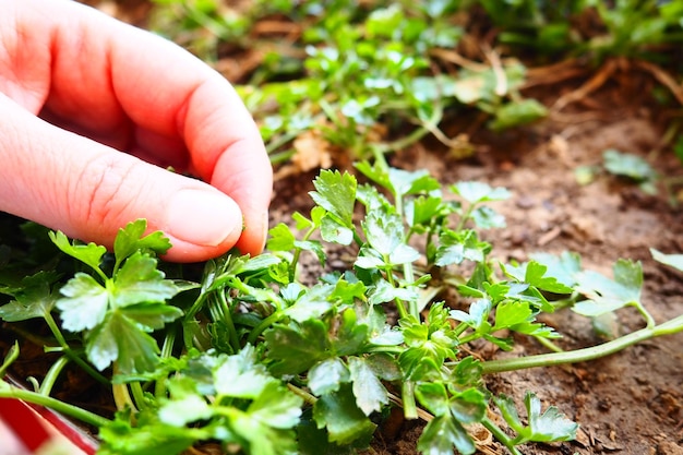 Jonge planten van peterselie en selderij zorgvuldig geplant door handen van vrouwen Lente landbouwwerk in de tuin, tuinhuisje of boerderij Handenarbeid Biologisch voedsel Hand aanraken van planten