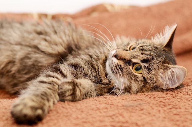 Jonge pluizige grijze binnenlandse kat thuis