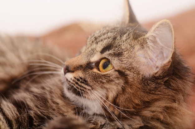 Jonge pluizige grijze binnenlandse kat thuis