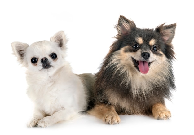 Jonge pomeranian en chihuahua