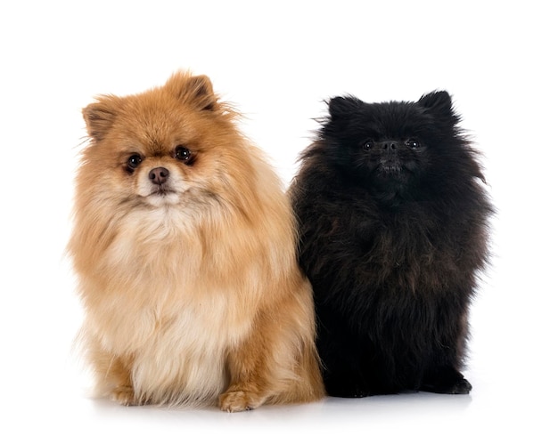 Jonge pomeranians voor witte achtergrond