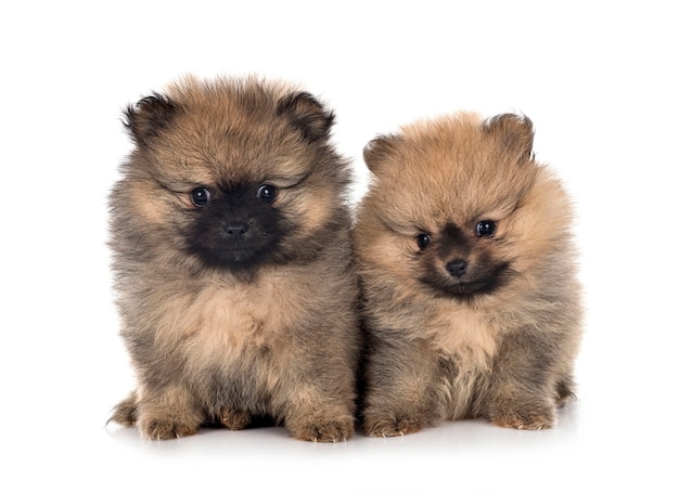 Jonge pomeranians