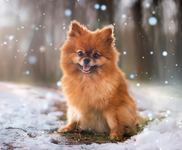 jonge pomeraniër voor de natuur achtergrond