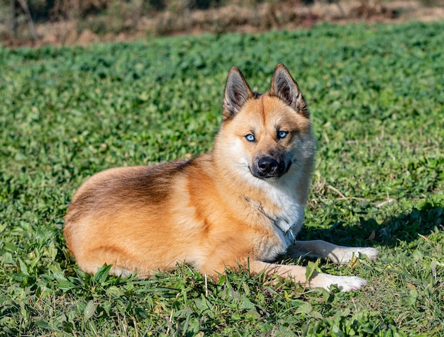 Jonge pomsky blijft in gehoorzaamheidstraining