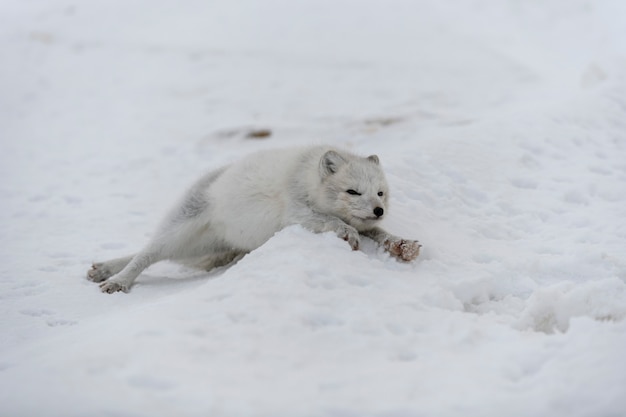 Jonge poolvos in de wintertoendra. Grijze poolvos pup.