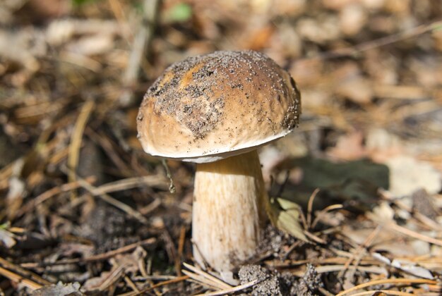 Jonge porcini-paddenstoel in het herfstbos