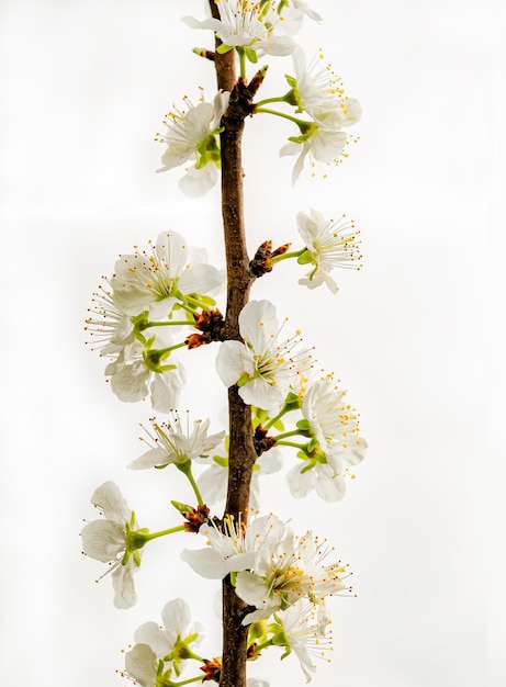 Foto jonge pruimenboomstam met bloemen