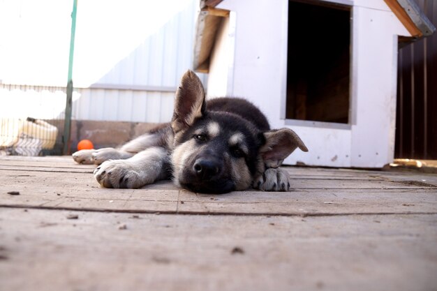 Jonge pup van de Oost-Europese herdershondÐ²