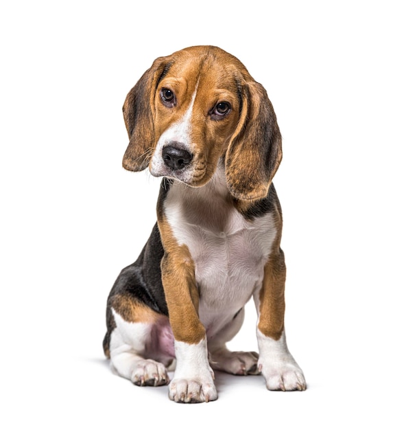 Jonge puppy drie maanden oude Beagles hond zitten geïsoleerd