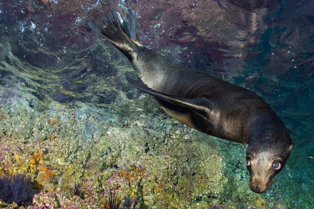 Jonge puppyzeehond Californische zeeleeuw komt naar je toe